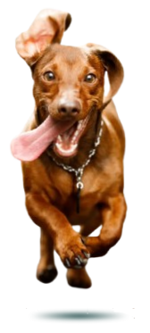 Happy dog running with tongue out and ears flapping.