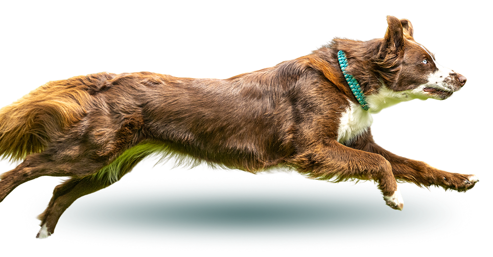 Dog leaping mid-air on black background