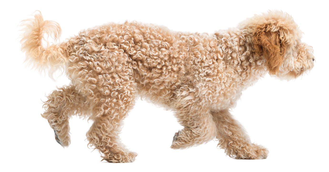 Poodle mix in motion on dark backdrop