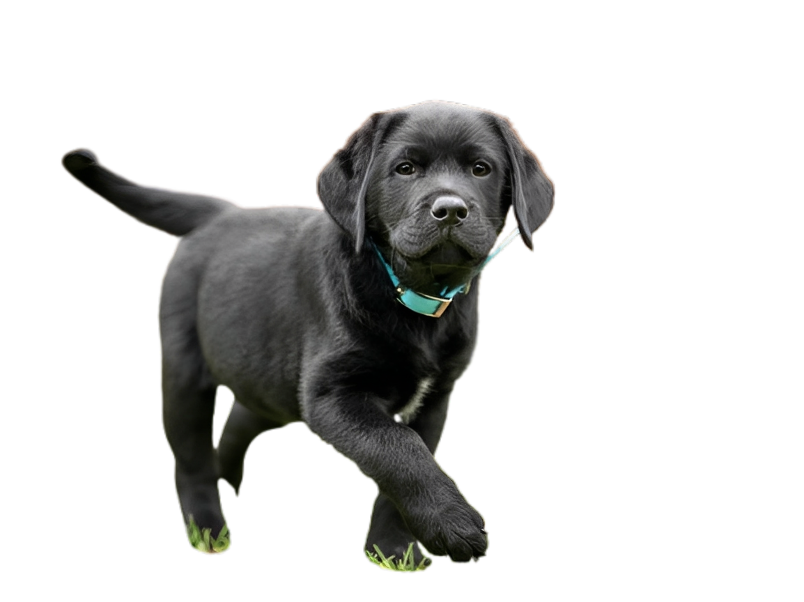 Adorable puppy striding confidently forward