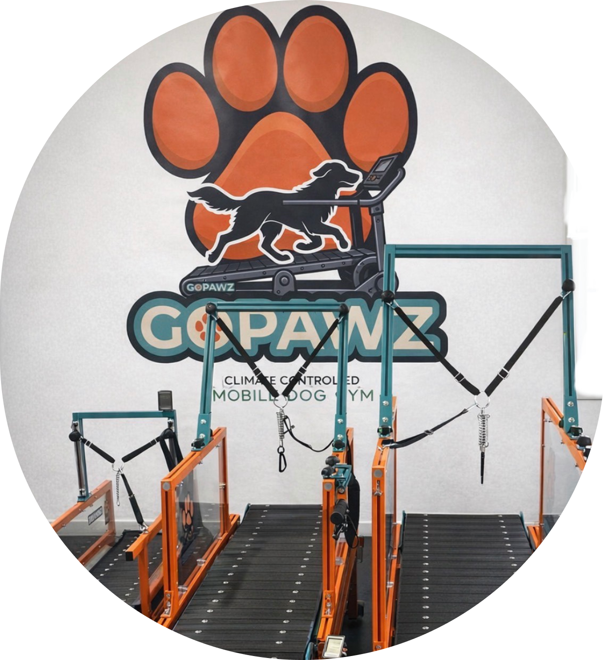 Gym setup with parallel bars and a paw print logo on the wall.