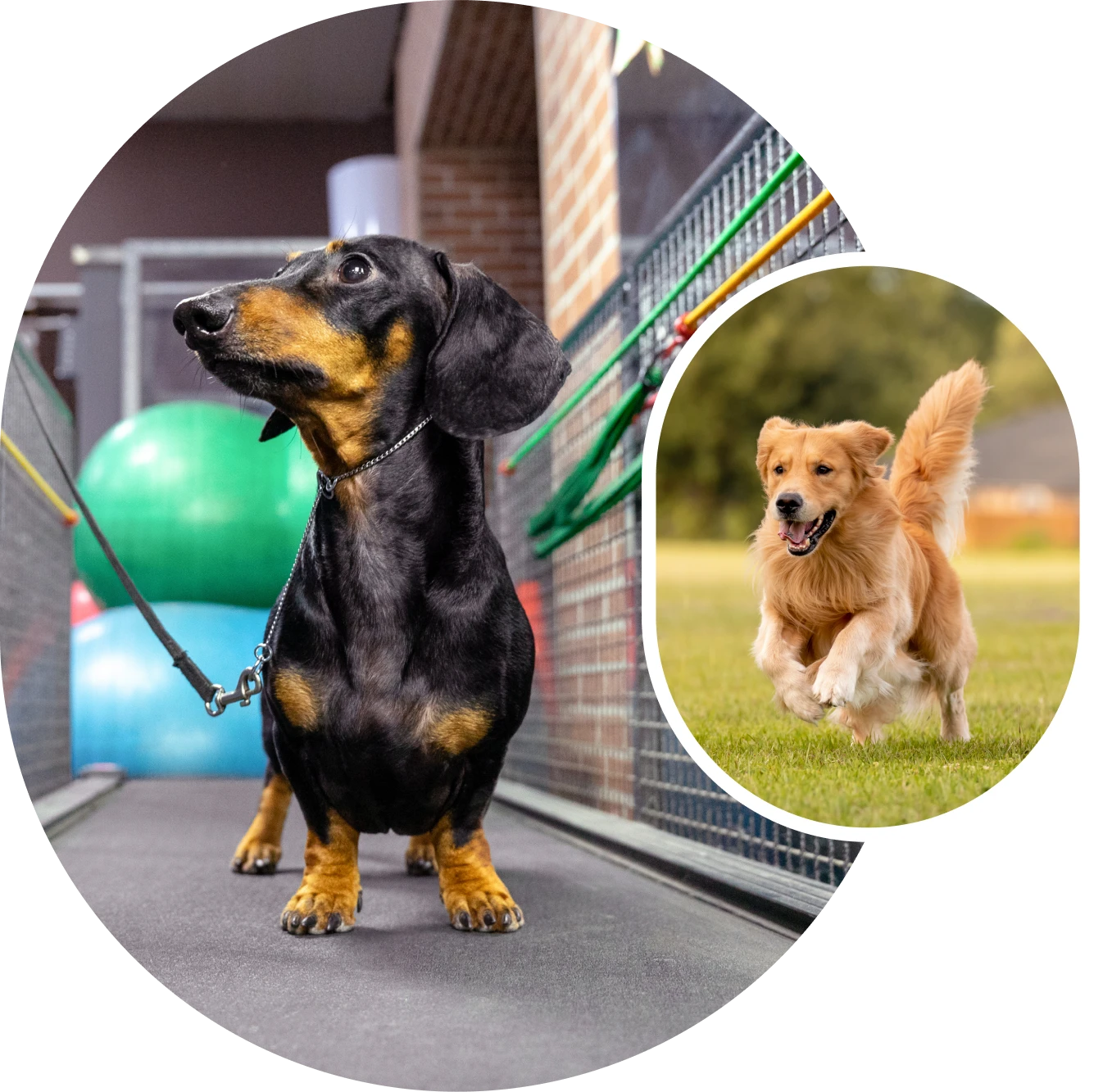 Treadmill exercise for dachshund, retriever outdoors