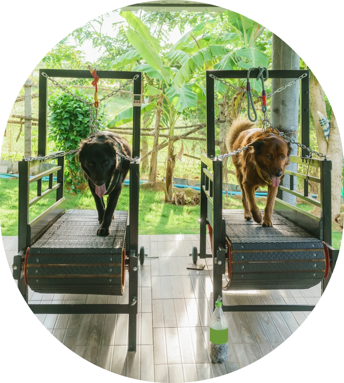Dogs exercising on treadmills outdoors